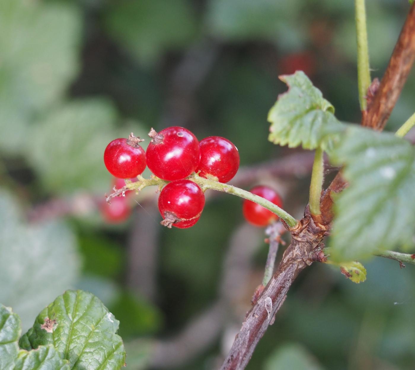 Currant, Rock Red fruit